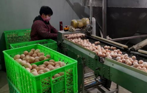 武清区农副产品供应充足，全力保障百姓生活必需品需求