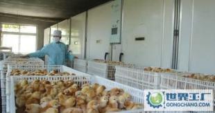 江苏省滨海县九公里华龙总鸡苗门市部 一站式优质鸡苗批发，助力农副产业发展