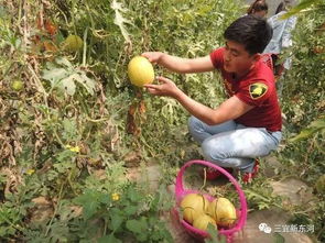 融合观光体验与农品产销 东河区农业产业升级之路